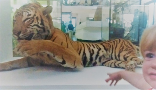 Child pointing at stuffed tiger in museum exhibit at The Horniman Musuem