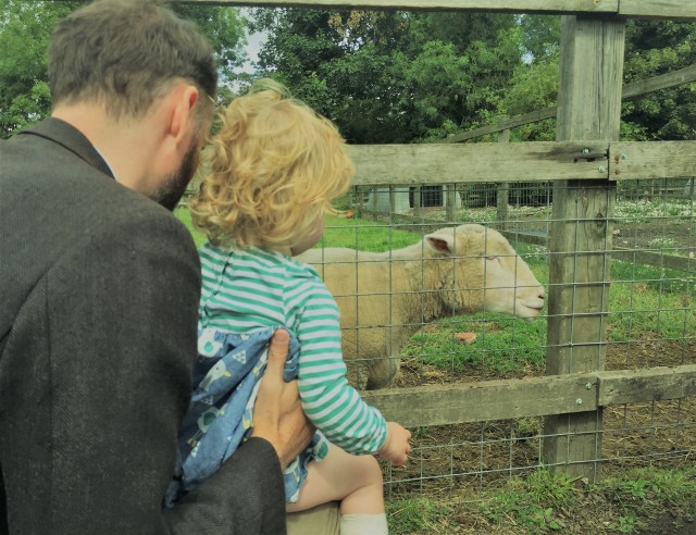 Man holding toddler looking at sheep in field